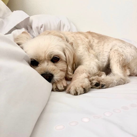 ✨Fundraising to save my puppy’s eyes✨ - Picture 3 of 3